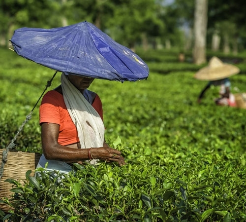 3 Nights 4 Days Darjeeling Family Package